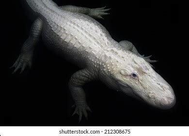 22 Leucistic Alligator Images, Stock Photos, and Vectors | Shutterstock