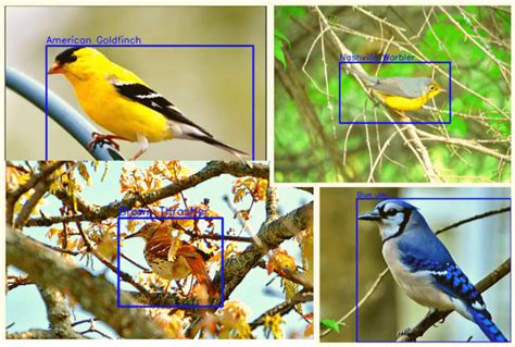 Bird Species Detection Using Deep Learning And Pytorch