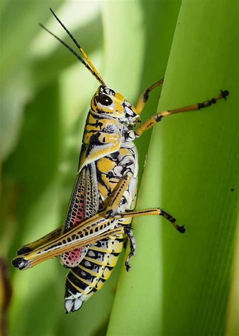 The Plague Of Giant Grasshoppers Uf Ifas Extension Marion County