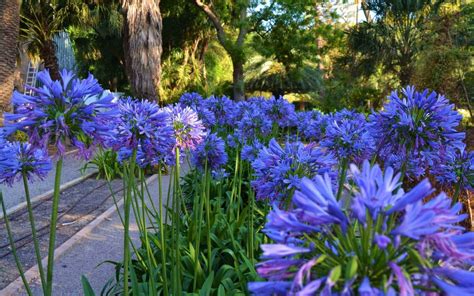 Agapanthus Veja Cuidar E Cultivar Essa Flor Blog Plantei