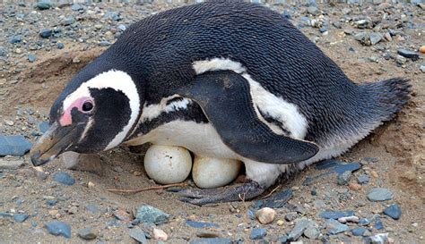 Pinguim É Mamífero Ou Oviparo - Comportamento do Pinguim, Hábitos e Modo de Vida do Animal | Mundo Ecologia