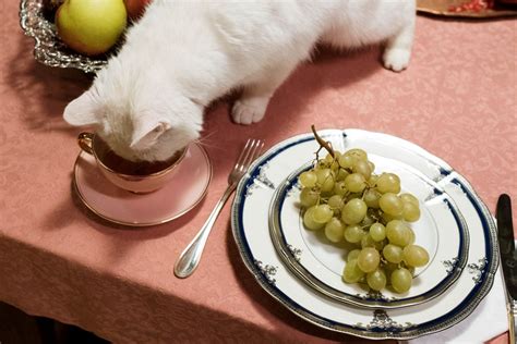 Que Tipo De Frutas Os Gatos Podem Comer Veja Aqui Uma Lista 4