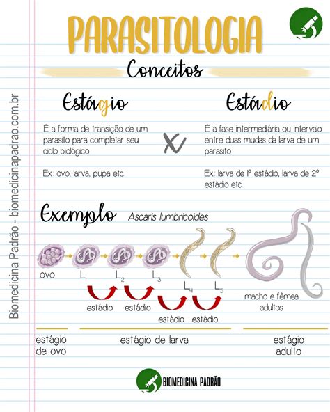 Diferenca Entre Fase E Estágio Larval - Parasitologia - estádio x estágio - B io m e d ic in a P a d rã o - b ...