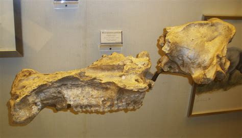 Descubriendo Los Misterios De La Tafonom A Del F Sil Libycosaurus Sp