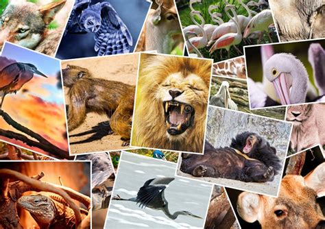 Animals Collage Pictures