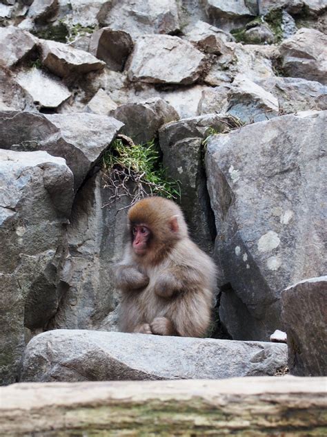 A Baby Monkey Sitting on the Rock · Free Stock Photo