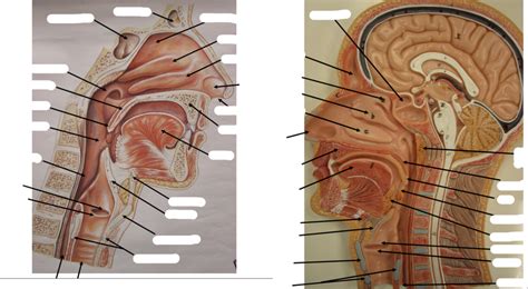 Upper Respiratory System Model Wall Chart Diagram Quizlet