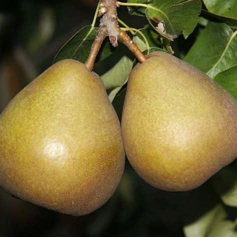 Pyrus C Beurr Hardy Perenboom Bomenbezorgd Nl