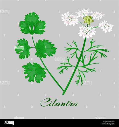 O Cilantro Cilantro Flowerm Blossom Hojas Toda La Planta Vector