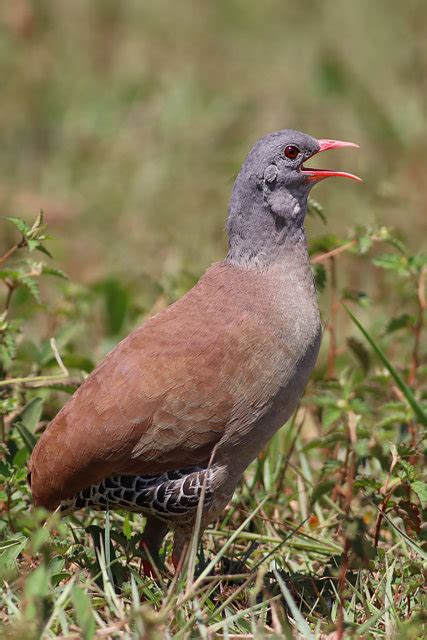 Foto inhambu chororó Crypturellus parvirostris Por Luíz Alberto