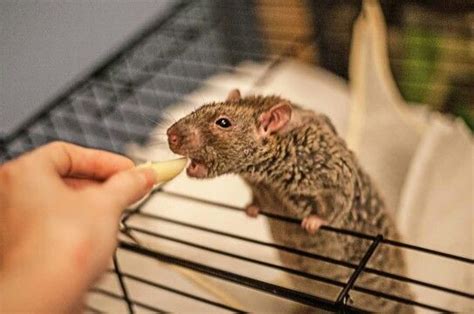 Gorgeous Agouti Rex Rat Duke Rats Animals And Pets Rex Rat