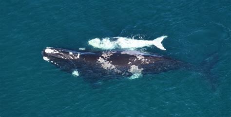 Comienza La Temporada De Ballenas D Nde Y Cu Ndo Disfrutar De Este