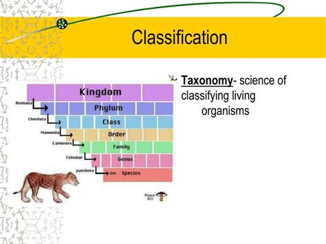 Ppt Classification Taxonomy Powerpoint Presentation Images