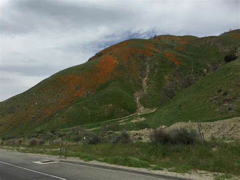 The Grapevine is bursting with California poppies in a rare bloom - SFGate