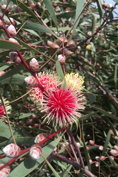 Hakea laurina - Wholesale Trees | Hillywood Tree Nursery