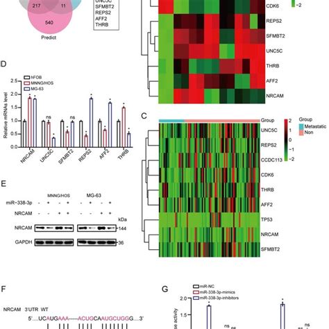 Nrcam Is The Target Gene Of Mir P In Osteosarcoma A Nine Common