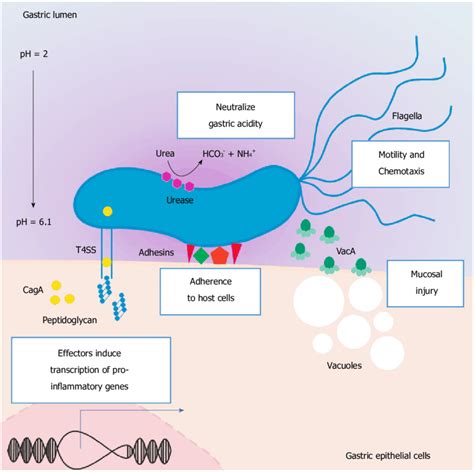 Helicobacter Pylori Urease