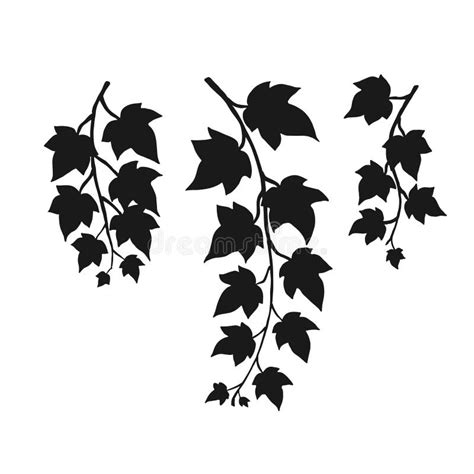 Set Of Silhouette Ivy Branch Hand Drawn Illustration Converted To