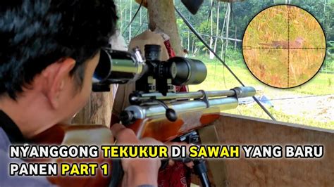 BERBURU TEKUKUR DI SAWAH YANG BARU PANEN PART 1 HUNTING TEKUKUR YouTube