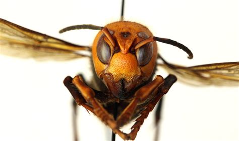 Asian Giant Hornet 2024 Eleni Hedwiga