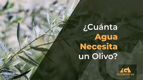 Cu Ntos Litros De Agua Necesita Un Olivo Por Goteo Descubre La