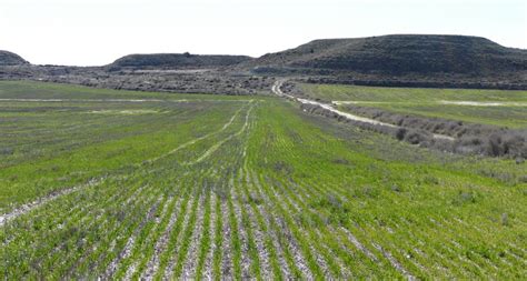 The future of conservation agriculture in the Mediterranean