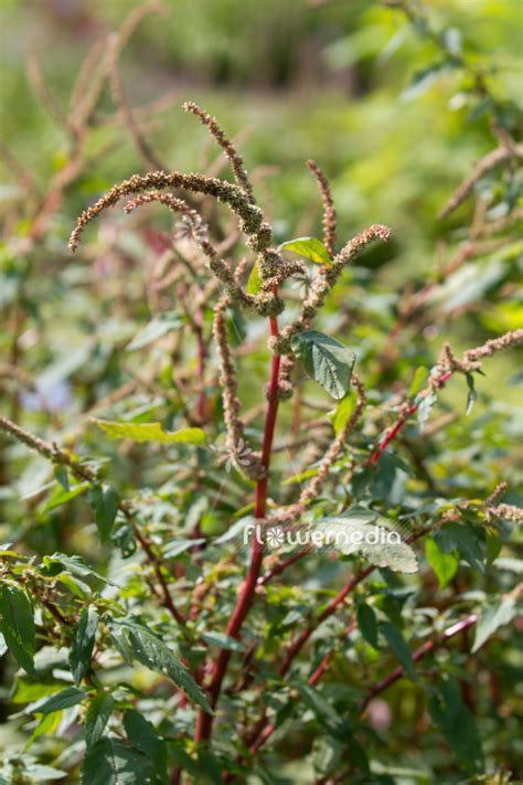 Amaranthus Spinosus Spiny Amaranth 109047 Flowermedia