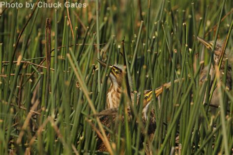 American Bittern - East Cascades Bird Alliance