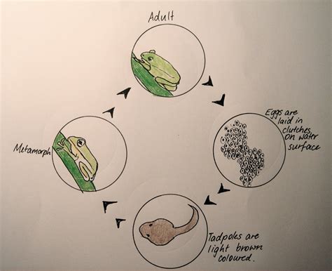 Toad Life Cycle