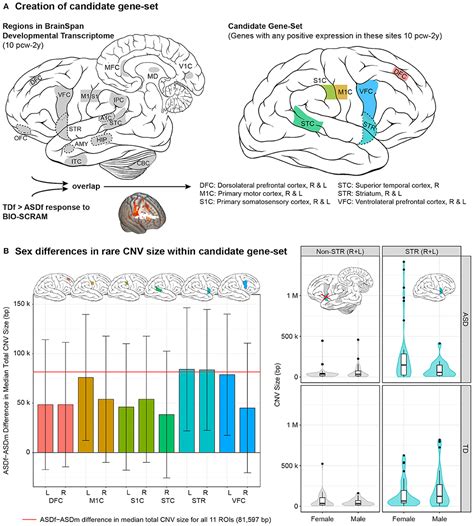 Frontiers Signaling Pathways And Sex Differential Processes In Autism