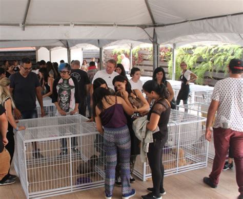 Golden Square Shopping Promove Feira De Ado O De C Es E Gatos