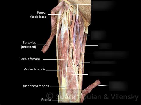 Posterior Cadaver Diagram Quizlet