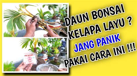 Cara Mengatasi Daun Bonsai Kelapa Mengering Dan Layu Berikut Solusinya