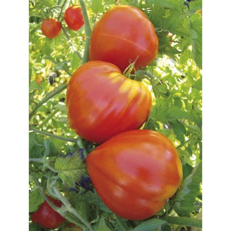 Tomate Petit Coeur De Boeuf Bio Graine De Tomate Magellan Bio