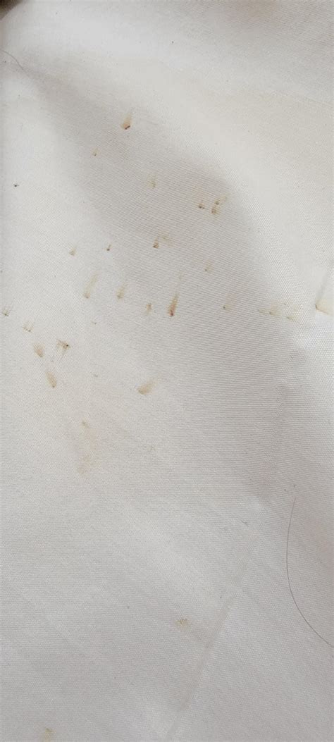 Are These Bed Bug Stains Rbedbugs