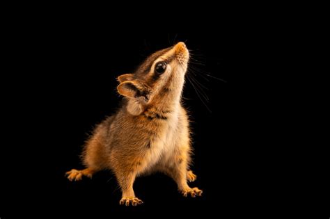 Least Chipmunk Neotamias Minimus Arizonensis Joel Sartore