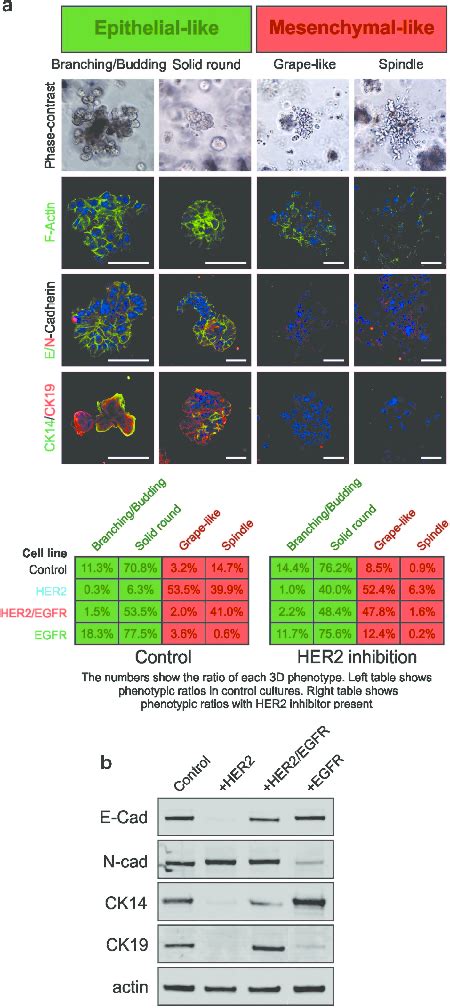 EGFR Partially Reverses HER2 Induced EMT In 3D Culture A D492 HER2