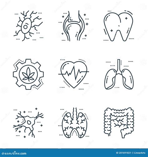 Cells Organs And Medical Line Icons Linear Set Stock Vector