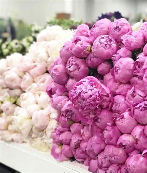 Peonies From Garden To Table