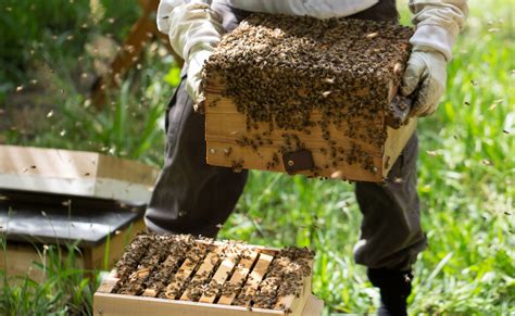 Warre Hives Learn About Warre Hives Beebuilt