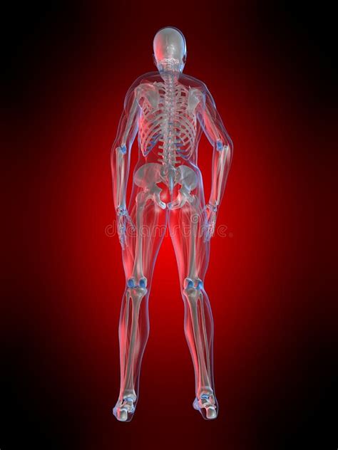 D Illustration Des Menschlichen Skeletts Mit Muskeln Venen Und