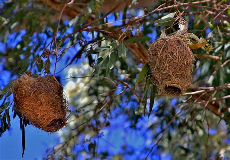 Weaver Bird Nests Photograph by Stacie Gary - Fine Art America