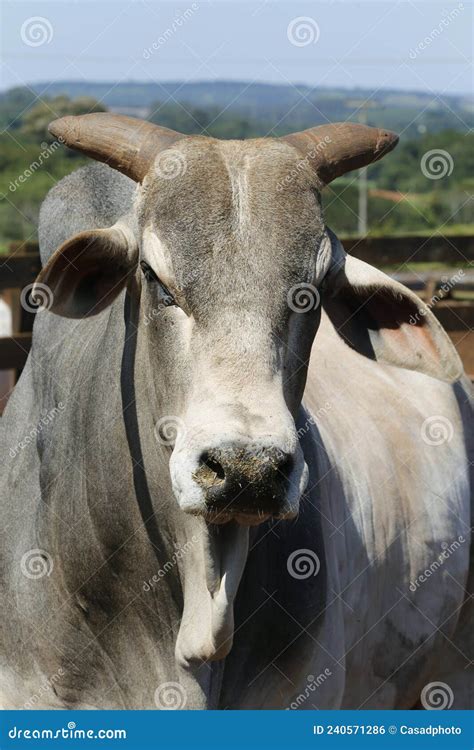 Closeup of Zebu Bull of the Nelore Breed Stock Photo - Image of protein ...