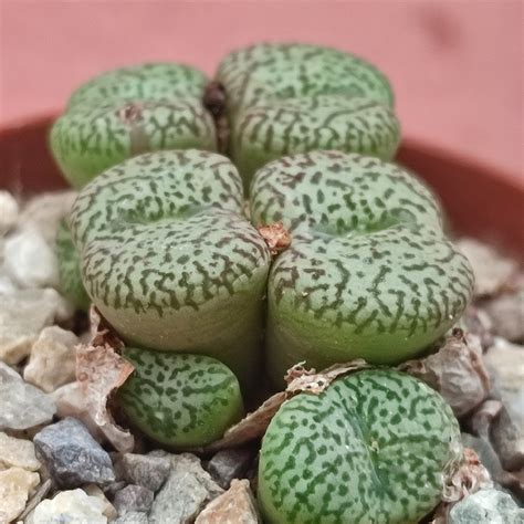 Conophytum Obcordellum Giromagi Cactus And Succulents