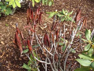 Photinia Care Guide Nz Growing And Maintenance Tips