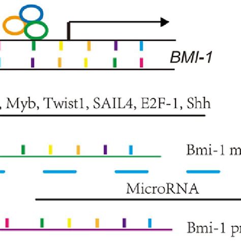 Regulation Of Bmi 1 Expression The Transcription Of Bmi 1 Is Regulated