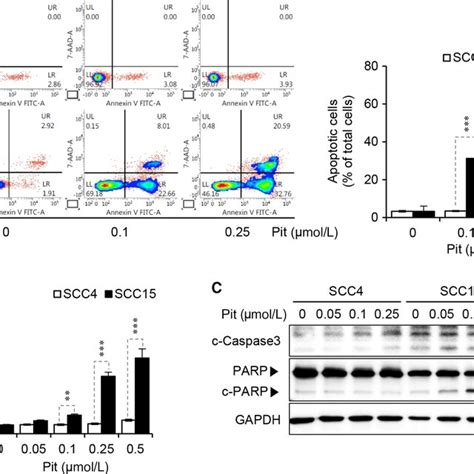 Pitavastatin Selectively Induces Apoptosis In SCC15 Cells A Cells