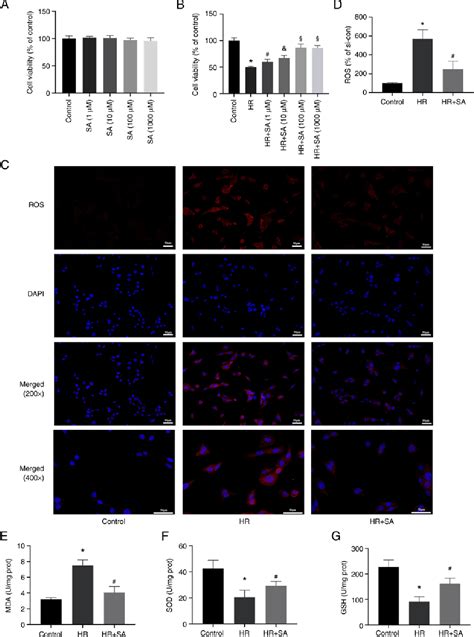 Figure 1 From Salidroside Inhibits Renal Ischemia Reperfusion Injury