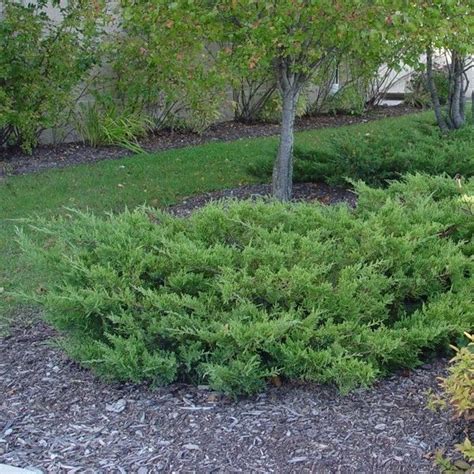 Kallays Compact Juniper Plants Backyard Landscaping Plans