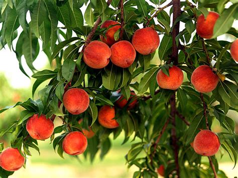 Apricots How To Grow Peaches In Pots Growing Peachtree Naturebring